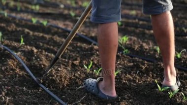 Mısır organik tarım, genç büyüme alanıyla ayıklayacaktır çapa ile çiftçi