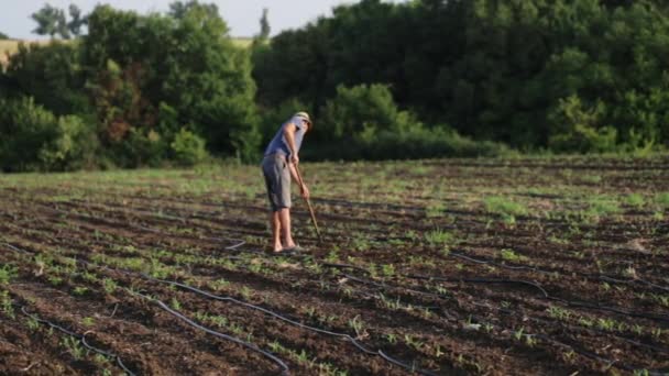 Фермер с поляной мотыгой и молодняком кукурузы на экологически чистой ферме — стоковое видео