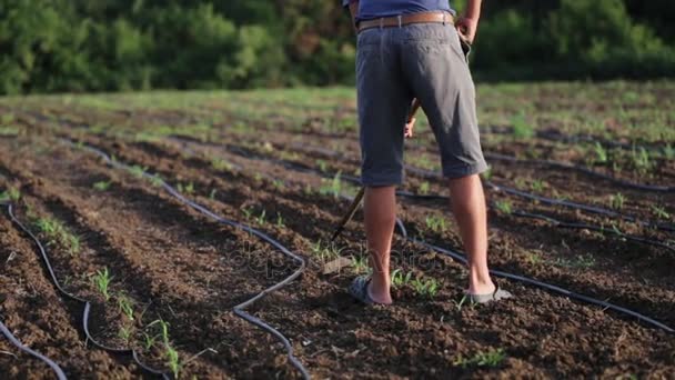 Фермер с поляной мотыгой и молодняком кукурузы на органической ферме — стоковое видео