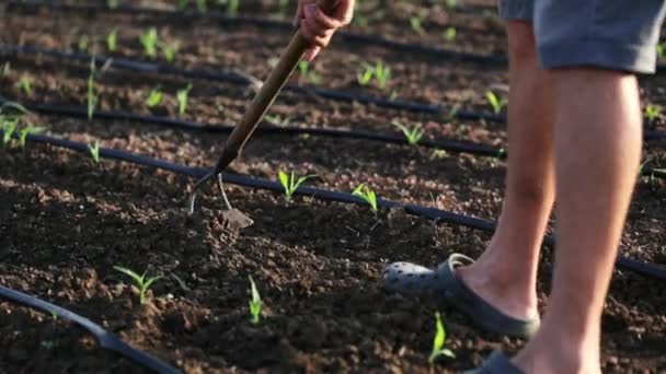 Landwirt mit Hacke jätet Feld mit jungem Maisanbau auf Biohof — Stockvideo