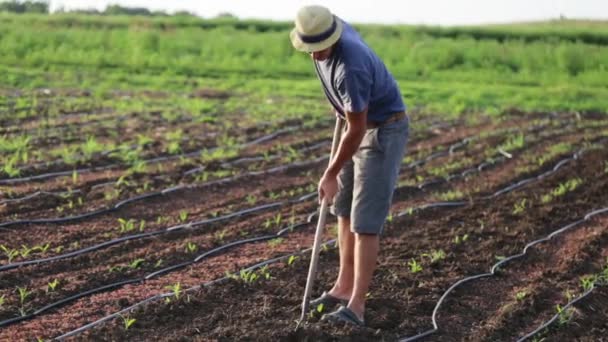 Rolnik z motyka pielenie pole z młodych wzrostu kukurydzy w ekologicznej eco farm — Wideo stockowe