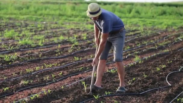 Agricultor com campo de capina de enxada com crescimento jovem de milho na fazenda ecológica orgânica — Vídeo de Stock