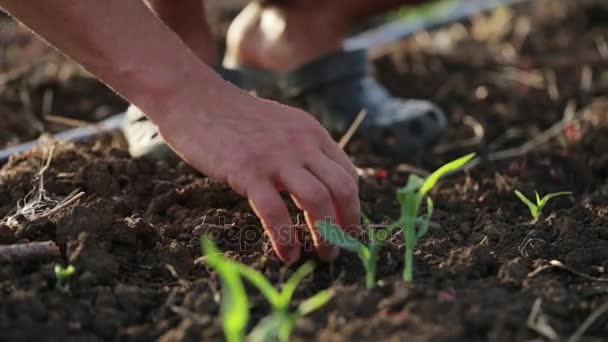 Agricultor com campo de capina de enxada com crescimento jovem de milho na fazenda ecológica orgânica — Vídeo de Stock