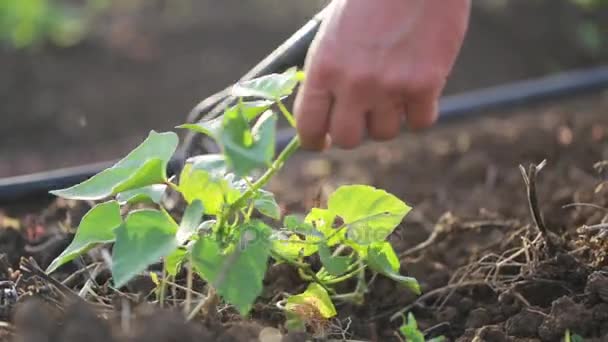 Landwirt mit Hacke jätet Feld mit Süßkartoffelnachwuchs auf Biobauernhof — Stockvideo