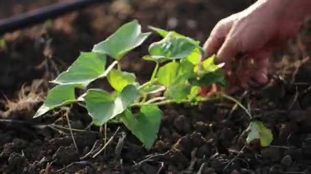 Фермер с полями для прополки мотыги с молодым ростом сладкого картофеля на органической ферме — стоковое видео
