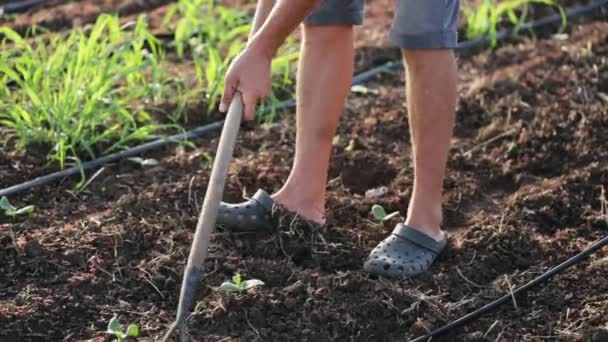 Agricoltore con campo di zappa infestante con giovane crescita di patate dolci in azienda biologica — Video Stock