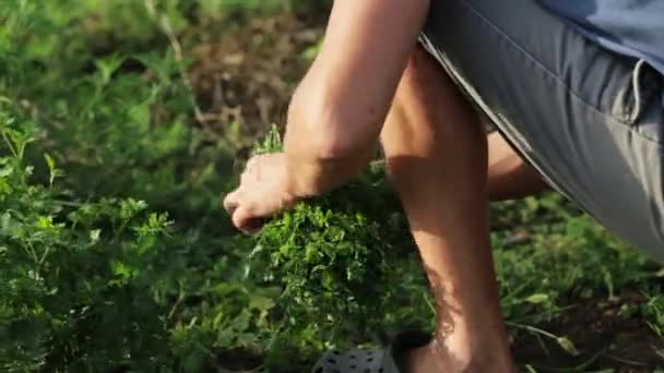 Boer oogst verse peterselie op het gebied van biologische eco boerderij. — Stockvideo