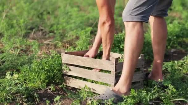 A gazda begyűjti a pályán, bio, öko-farm friss petrezselyem. — Stock videók