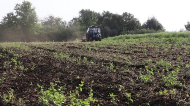 Tractor plowing the black earth plow field at morning overgrown with weeds — Stock Video