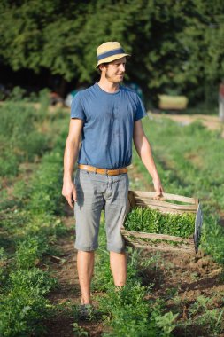 Sahada ayakta ve maydanoz bitki ile tahta kutu tutan genç çiftçi