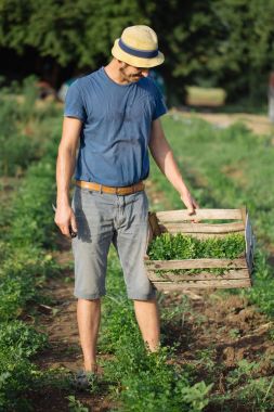 Sahada ayakta ve maydanoz bitki ile tahta kutu tutan genç çiftçi