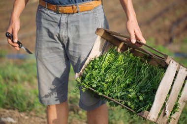Sahada ayakta ve maydanoz bitki ile tahta kutu tutan genç çiftçi