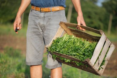 Sahada ayakta ve maydanoz bitki ile tahta kutu tutan genç çiftçi