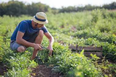 Organik Eko çiftlik sahasının maydanoz taze ürün hasat çiftçi