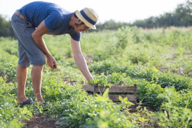 Organik Eko çiftlik sahasının maydanoz taze ürün hasat çiftçi