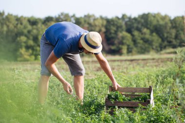 Organik Eko çiftlik sahasının maydanoz taze ürün hasat çiftçi
