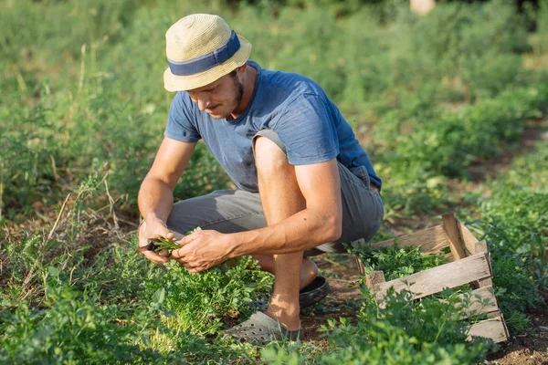 Rolnik zbioru świeże uprawy pietruszki na polu w ekologicznej eco farm — Zdjęcie stockowe