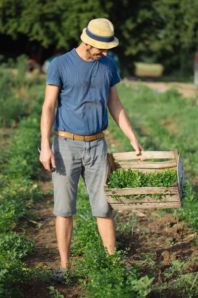 Sahada ayakta ve maydanoz bitki ile tahta kutu tutan genç çiftçi