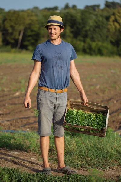 Joven agricultor parado en el campo y sosteniendo caja de madera con planta de perejil — Foto de Stock