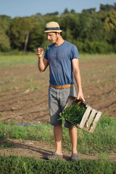 Joven agricultor parado en el campo y sosteniendo caja de madera con planta de perejil —  Fotos de Stock