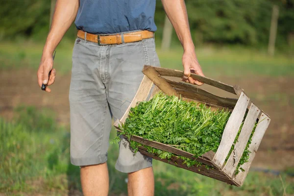 Joven agricultor parado en el campo y sosteniendo caja de madera con planta de perejil — Foto de Stock