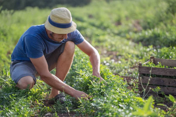 Organik Eko çiftlik sahasının maydanoz taze ürün hasat çiftçi