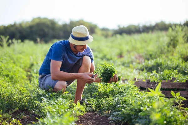 Organik Eko çiftlik sahasının maydanoz taze ürün hasat çiftçi