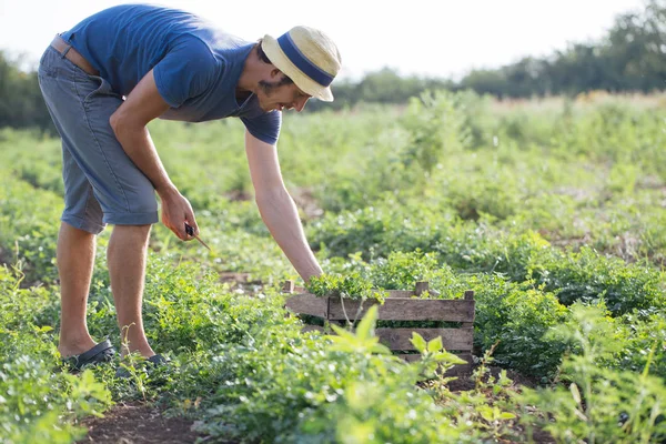 Organik Eko çiftlik sahasının maydanoz taze ürün hasat çiftçi