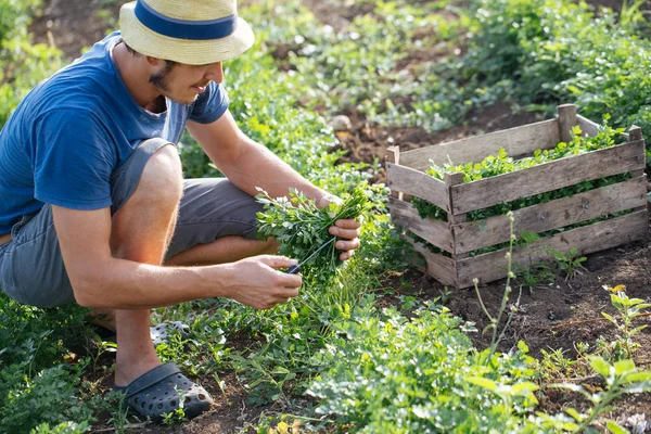 Organik Eko çiftlik sahasının maydanoz taze ürün hasat çiftçi