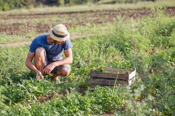 Rolnik zbioru świeże uprawy pietruszki na polu w ekologicznej eco farm — Zdjęcie stockowe