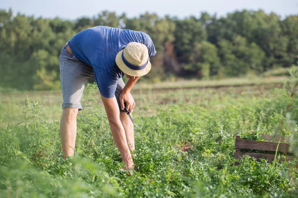 Agricultor cosechando cultivo fresco de perejil en el campo en eco granja orgánica — Foto de Stock