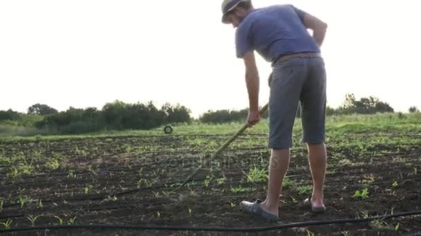 農家は、有機エコ農場で若い成長のトウモロコシ畑に鍬で雑草を削除します — ストック動画