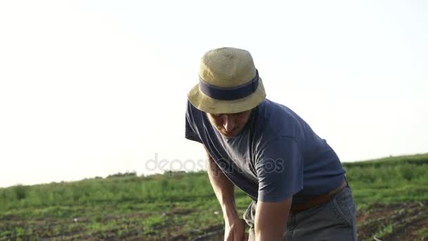 Agricoltore rimuove le erbacce da zappa nel campo di mais con la crescita giovane in eco fattoria biologica — Video Stock