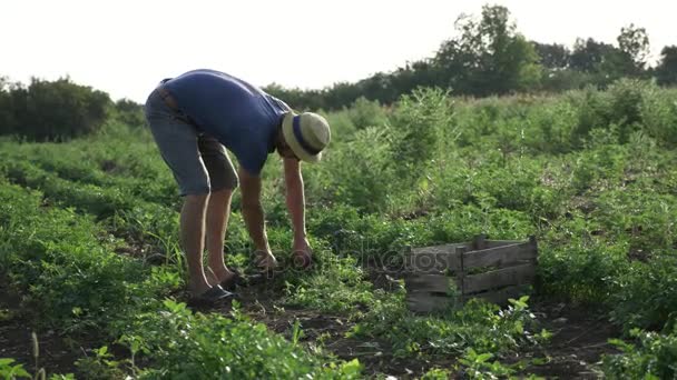 Bauer mit Hut erntet frische Petersilie mit dem Messer auf dem Feld eines Biobauernhofs — Stockvideo