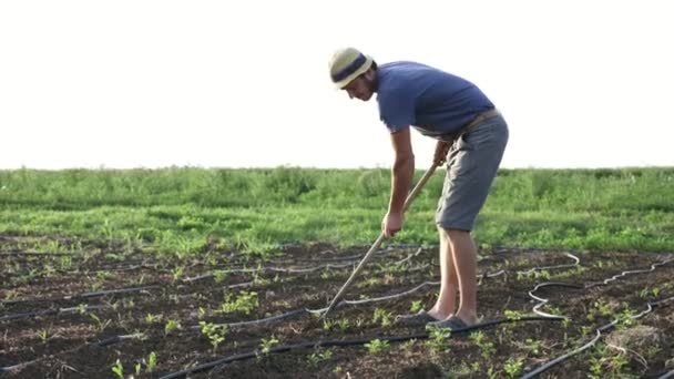 Bonden tar bort ogräs genom hoe i sädesfält med unga tillväxt på ekologiska eco farm — Stockvideo