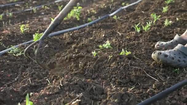 Agricultor elimina malezas por azada en campo de maíz con crecimiento joven en eco granja orgánica — Vídeo de stock