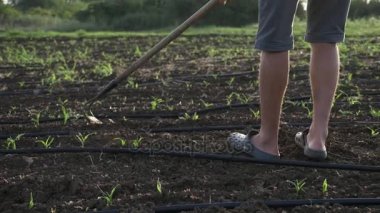 Çiftçi otlar organik Eko çiftliğinde genç büyüme ile Mısır alanında çapa kaldırır