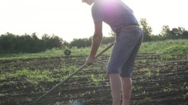 Çiftçi otlar organik Eko çiftliğinde genç büyüme ile Mısır alanında çapa kaldırır