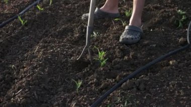 Çiftçi otlar organik Eko çiftliğinde genç büyüme ile Mısır alanında çapa kaldırır