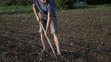 Çiftçi otlar organik Eko çiftliğinde genç büyüme ile Mısır alanında çapa kaldırır