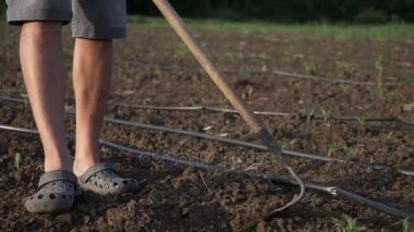 Çiftçi otlar organik Eko çiftliğinde genç büyüme ile Mısır alanında çapa kaldırır