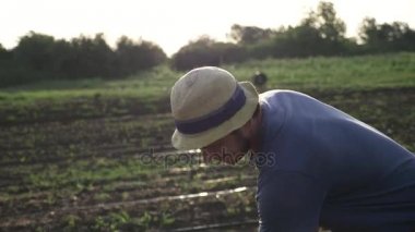 Çiftçi otlar organik Eko çiftliğinde genç büyüme ile Mısır alanında çapa kaldırır