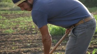 Çiftçi otlar organik Eko çiftliğinde genç büyüme ile Mısır alanında çapa kaldırır