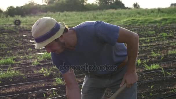 Agricultor remove ervas daninhas por enxada no campo de milho com crescimento jovem na fazenda ecológica orgânica — Vídeo de Stock