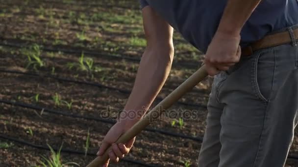 Фермер удаляет сорняки мотыгой на кукурузном поле с молодым ростом на органической эко-ферме — стоковое видео