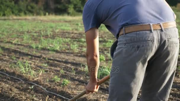 農家は、有機エコ農場で若い成長のトウモロコシ畑に鍬で雑草を削除します — ストック動画
