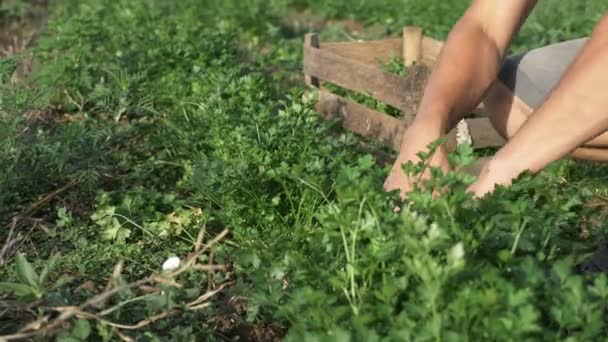 Agricultor em chapéu colhendo salsa fresca por faca no campo da fazenda ecológica orgânica — Vídeo de Stock