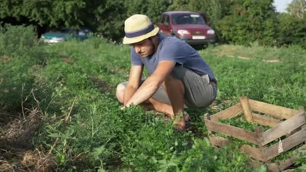 Agricultor em chapéu colhendo salsa fresca por faca no campo da fazenda ecológica orgânica — Vídeo de Stock