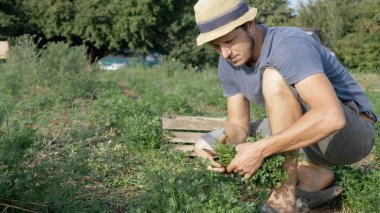 Çiftçi şapkalı bıçak, organik Eko çiftlik alanında taze maydanoz hasat