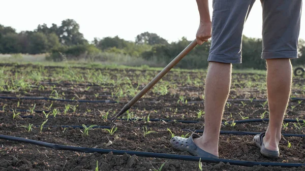 Boer verwijdert onkruid door schoffel in maïsveld met jonge groei op biologische eco boerderij — Stockfoto